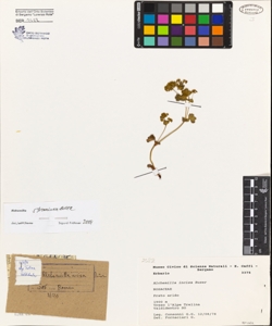 Alchemilla incisa Buser