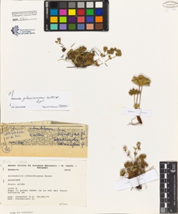 Alchemilla schmidelyana Buser
