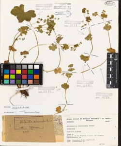 Alchemilla subcrenata Buser