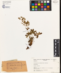 Alchemilla subsericea Reuter