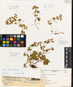 Alchemilla undulata Buser