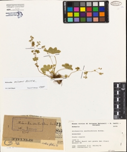 Alchemilla xanthochlora Rothm.