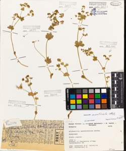 Alchemilla xanthochlora Rothm.
