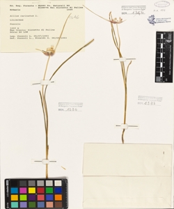 Allium carinatum L.