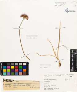 Allium angulosum L.