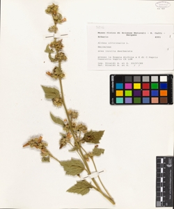 Althea officinalis L.