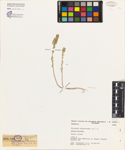 Alyssum alyssoides (L.) L.