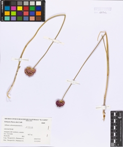 Allium schoenoprasum L.