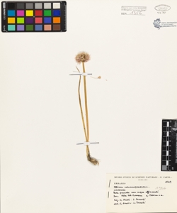 Allium schoenoprasum L.