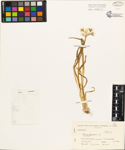 Allium triquetrum L.
