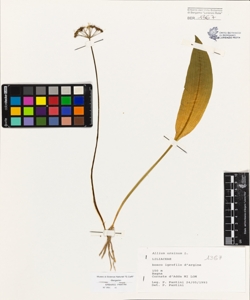 Allium ursinum L.