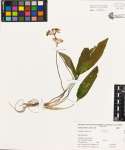 Allium ursinum L.
