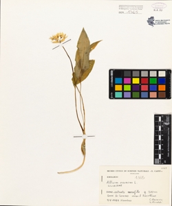 Allium ursinum L.