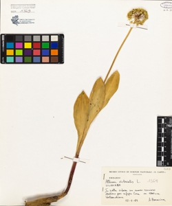 Allium victorialis L.