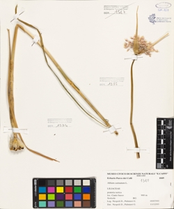 Allium carinatum L.