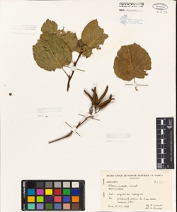 Alnus cordata Loisel