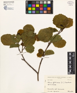 Alnus glutinosa (L.) Gaertner