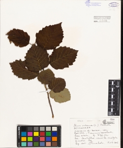 Alnus incana (L.) Moench.