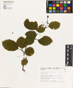 Alnus viridis (Chaix) DC.