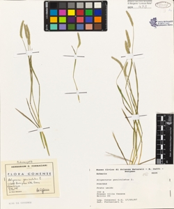Alopecurus geniculatus L.