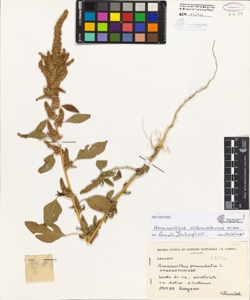 Amaranthus paniculatus L.