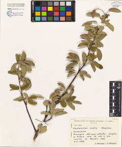 Amelanchier ovalis Medicus
