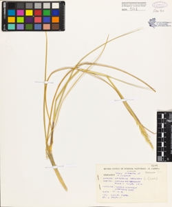 Ammophila arenaria L. (Link)