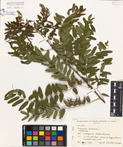 Amorpha fruticosa L.