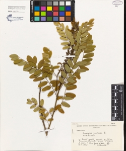 Amorpha fruticosa L.