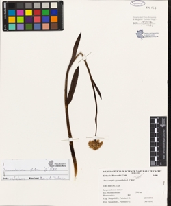 Anacamptis pyramidalis (L.) L.C.Rich.