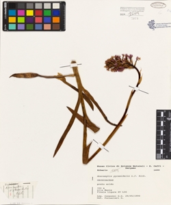 Anacamptis pyramidalis (L.) L.C.Rich.