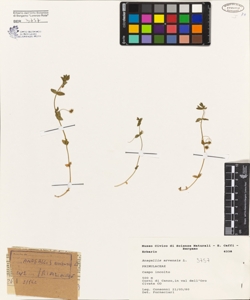 Anagallis arvensis L.