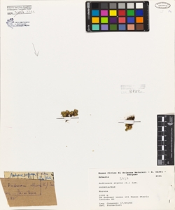 Androsace alpina (L.) Lam.