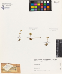 Androsace obtusifolia All.
