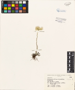 Antennaria dioica (L.) Gaertner