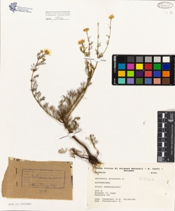 Anthemis arvensis L.