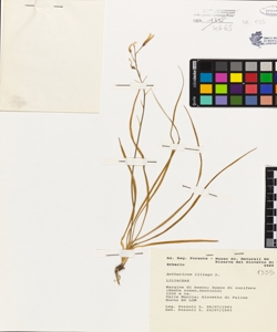 Anthericum liliago L.