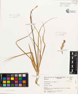 Anthericum liliago L.