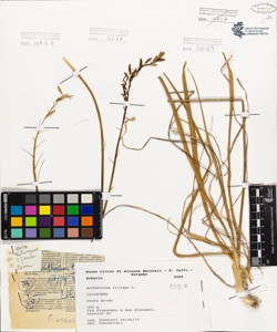 Anthericum liliago L.