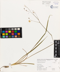 Anthericum ramosum L.
