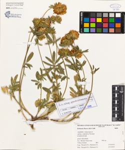 Anthyllis vulneraria L. subsp. carpatica Nyman