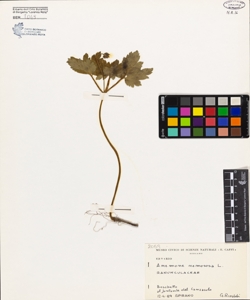 Anemone nemorosa L.