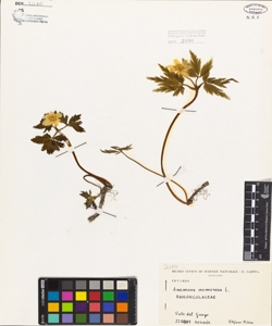 Anemone nemorosa L.