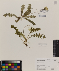 Aposeris foetida (L.) Less.