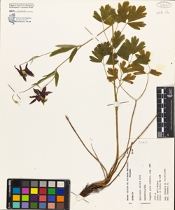 Aquilegia atrata Koch