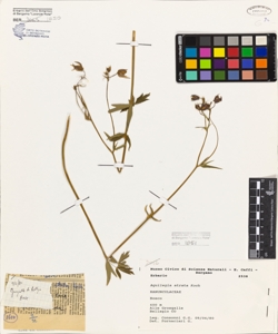 Aquilegia atrata Koch