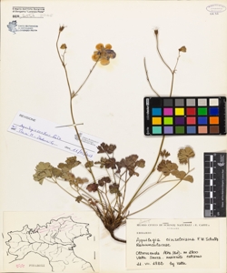 Aquilegia einseleana F.W.Schultz