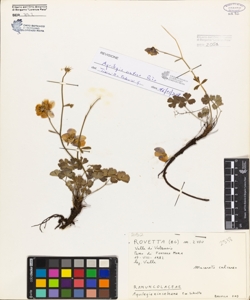 Aquilegia einseleana F.W.Schultz