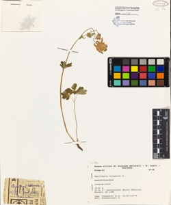 Aquilegia vulgaris L.