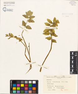 Apium nodiflorum (L.) Lag.